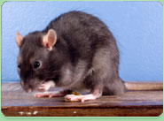 rat control Stratford Upon Avon